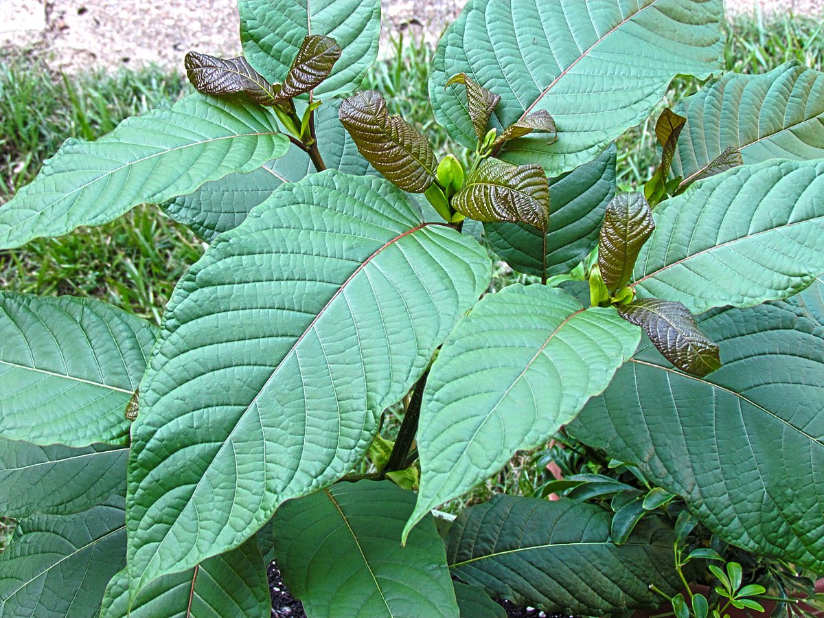 1200px Kratom