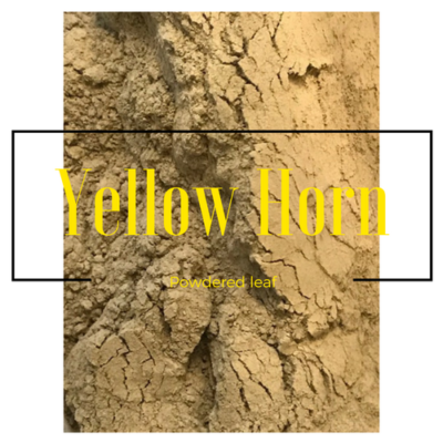 Yellow Horn